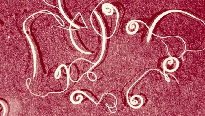 Trichinella
