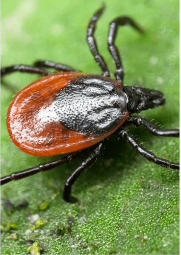 ektoparazitler
